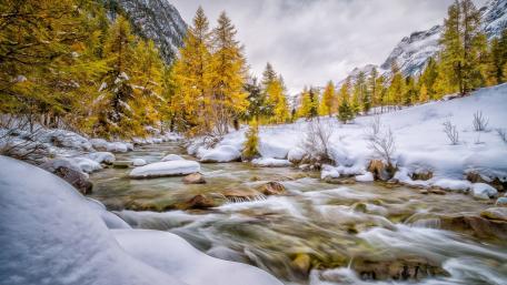 Golden Larch Trees by a Snowy Riverbank wallpaper