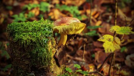 Forest Treasure with Mushrooms and Moss wallpaper