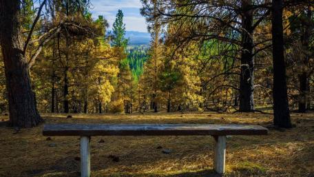 Serene Forest Bench View wallpaper
