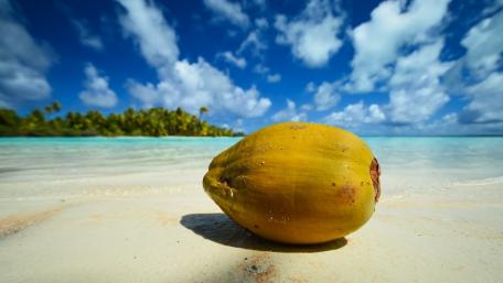 Tropical Coconut Bliss by the Sea wallpaper