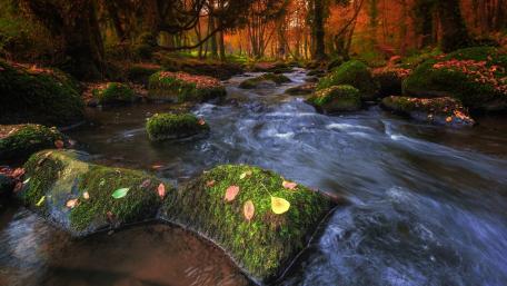 Autumn Serenity by the River Flowing Through Mossy Stones wallpaper