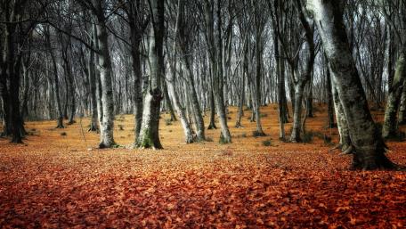 Autumn Serenity in the Forest wallpaper
