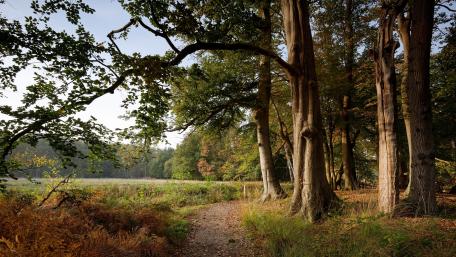 Tranquil Forest Pathway Underneath Majestic Trees wallpaper