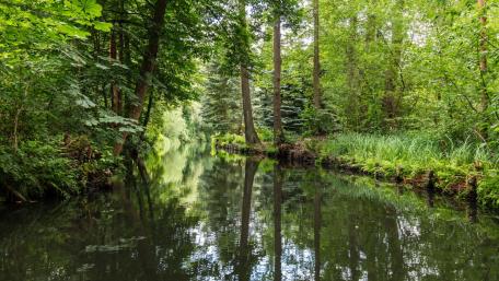 Tranquil Forest Reflections in a Serene Waterway wallpaper