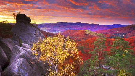 Vibrant Autumn Landscape with Golden Foliage wallpaper