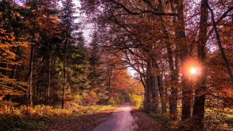 Autumn Pathway Through Enchanted Forest wallpaper