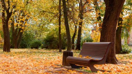 Autumn Serenity with a Cozy Bench in Nature wallpaper
