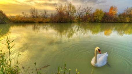 Serene Autumn Swan on Tranquil Water wallpaper