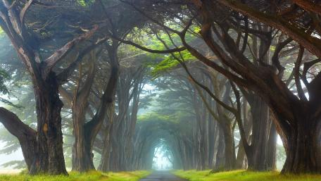 The Dark Hedges wallpaper