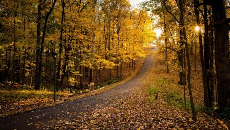 Golden Autumn Road in a Serene Forest Landscape wallpaper