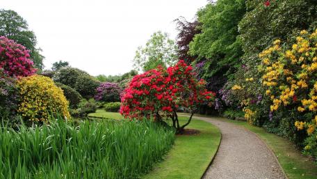 Vibrant Garden Pathway Filled with Blossoms wallpaper