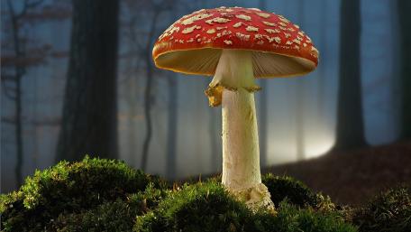 Enchanting Red Mushroom in a Misty Forest Scene wallpaper