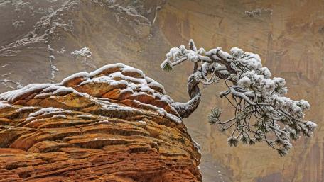 Majestic Lone Tree on Snowy Cliff wallpaper