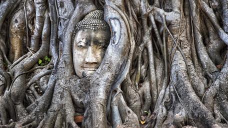 Ayutthaya Buddha tree wallpaper