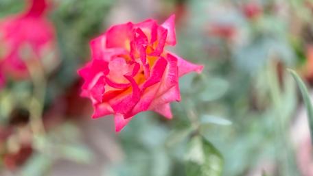 Vibrant Pink Rose Blooming in Nature wallpaper