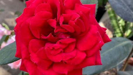 Vibrant Red Rose Blooms in Full Glory wallpaper