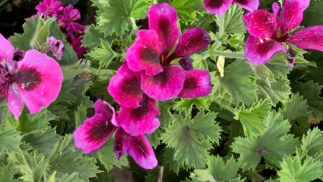Vibrant Pink Geraniums in Full Bloom wallpaper