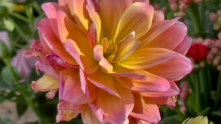 Vibrant Dahlia in Bloom Featuring Stunning Colors wallpaper