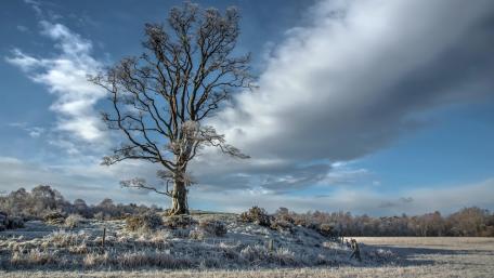 Winter Solitude in Nature's Embrace wallpaper