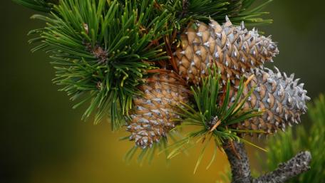 Serene Pine Cone Beauty wallpaper