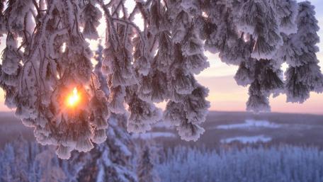 Winter's Embrace Beneath Frosty Boughs wallpaper