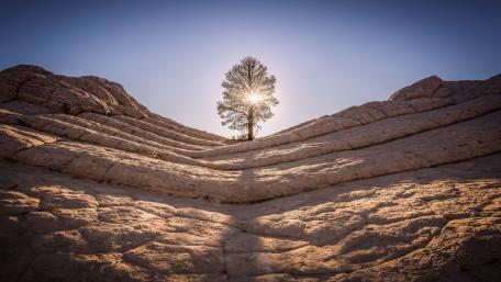 Lone Tree Surrounded by Nature's Majesty wallpaper