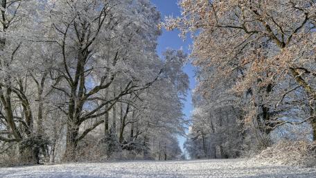 Serene Winter Wonderland of Frosty Trees wallpaper