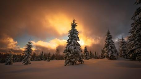 Winter Sunset Over Snowy Pines wallpaper