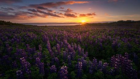 Lupine Field at Sunset Glow wallpaper