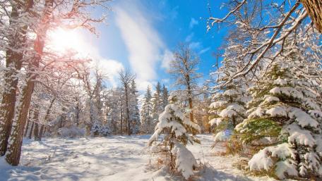 Winter Wonderland in a Snowy Forest wallpaper