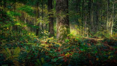 Whispers of the Deep Forest Light wallpaper