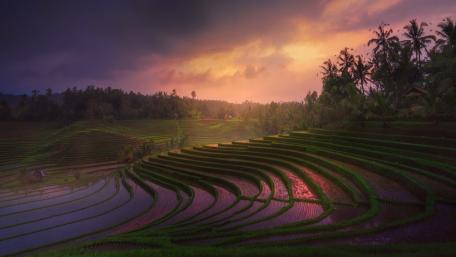 Lush Terraced Fields at Dawn wallpaper