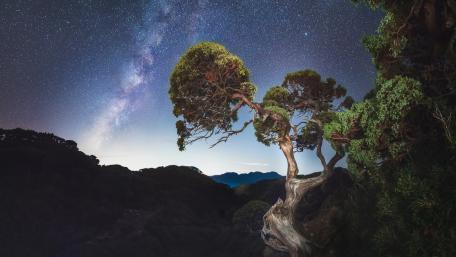 Majestic Milky Way Over Ancient Tree wallpaper