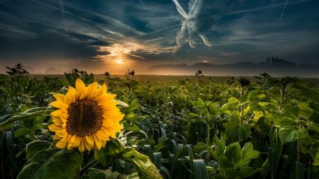 Golden Sunflower Embracing the Dusk Sky wallpaper