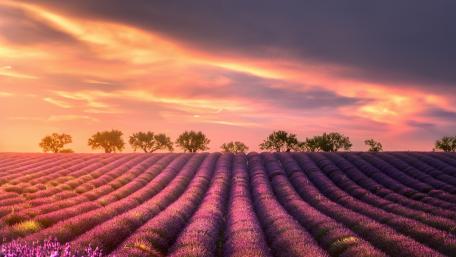 Serene Lavender Fields Under Cloudy Skies wallpaper