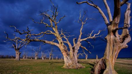 Eerie Silence of Dry Trees Under Dark Sky wallpaper