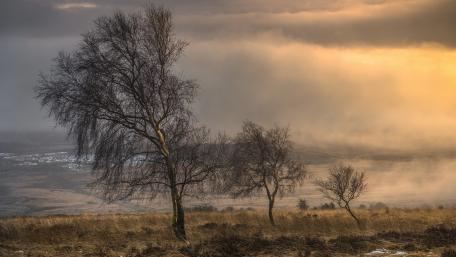 Serene Trees Under Cloudy Skies wallpaper