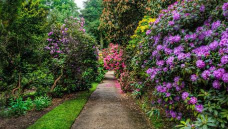Enchanting Rhododendron Garden Path wallpaper