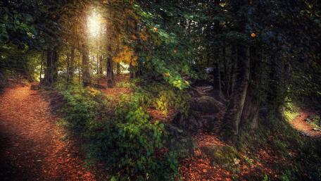 Whispers of the Enchanted Forest wallpaper