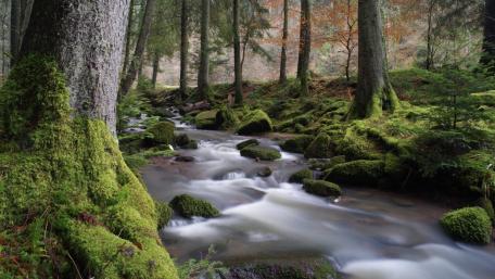 Serene Forest Brook Surrounded by Lush Mossy Stones wallpaper
