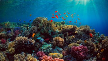 Vibrant Coral Reef Discovery wallpaper