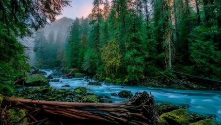 Serene Forest River Scene wallpaper