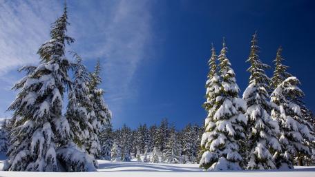 Winter Wonderland with Majestic Pines wallpaper