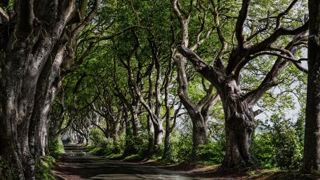 Tranquil Spring Tree Lane Scene wallpaper