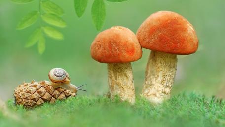 Charming Nature Scene with Mushrooms and Snail wallpaper