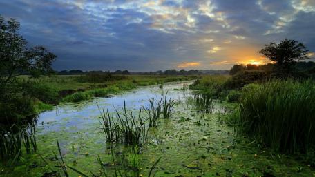 Tranquil Bayou at Dusk wallpaper