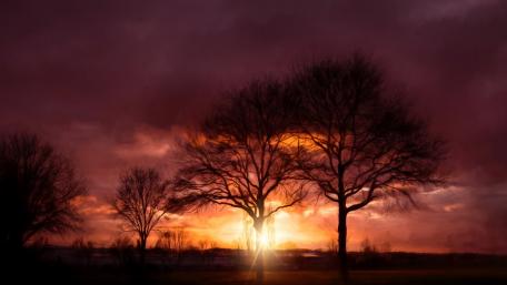 Majestic Dusk Over Silhouetted Trees wallpaper