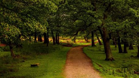 Tranquil Forest Path Awaits Adventure wallpaper