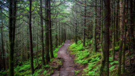 Serene Forest Pathway Through Lush Greenery wallpaper