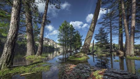 Tranquil Reflection of Nature's Beauty wallpaper